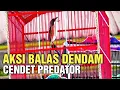 Lagu Cendet predator adu kwalitas satu gantangan isi 4 burung
