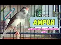Download Lagu Cuit CUit !!! Suara PANCINGAN KENARI PAUD Belajar Bunyi Ngeriwik || Masteran KENARI Paud | Part 150