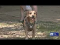 Why 95 of North American pets remain uninsured