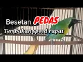 Download Lagu CAK RANTING GACOR || CUCAK RANTING GACOR full isian Download Lagu CAK RANTING GACOR || CUCAK RANTING GACOR full isian