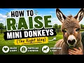 How to Raise Mini Donkeys A Basic Guide