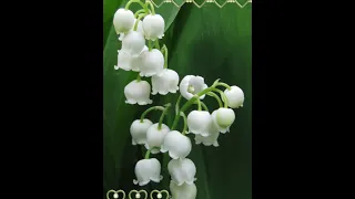 Білі дзвіночки як Порцеляна 