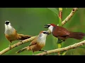 Download Lagu SUARA BURUNG KASO KASO GACOR JERNIH COCOK UNTUK MASTERAN