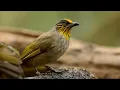 Download Lagu suara pikat burung merbah lekir asli mp3