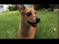 Dogs 101 Chiweenie