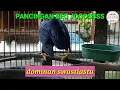 Download Lagu Beo gacor ngomong Swastiastu. Pancingan beo gacor