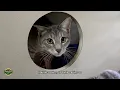 Cat Boarding