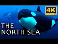Download Lagu The Depths of the North Sea: Life in the Cold Abyss | Secrets of the Seas Ep. 1 | 4K UHD Documentary