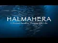 Download Lagu HALMAHERA DIVING | A Distant Cinematic Paradise (4k)