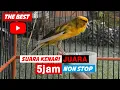 Download Lagu full 5jam mp3 suara kenari gacor juara speed rapet || sangat cocok untuk pancingan atau masteran