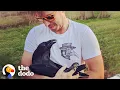 Download Lagu Raven Shakes His Tail Feathers Every Time He Sees Dad | The Dodo