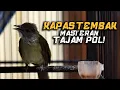 Download Lagu MASTERAN KAPAS TEMBAK TEMBAKAN TAJAM POL! MASTERAN MURAI BATU! MASTERAN TERBAIK INDONESIA!