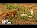 Download Lagu Cobra VS Mongoose | Love Nature