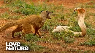 cobra vs mongoose love nature