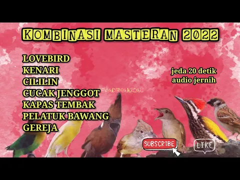 Download MP3 Kombinasi masteran terbaru 2022//lovebird,kenari,cililin,jenggot,kapas tembak,pelatuk bawang,gereja