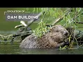 How Beavers Evolved to Build Dams