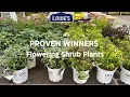 New Shipment Flowering Shrub June 2023 at Lowes Garden Center