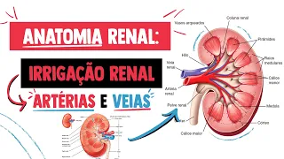 Artérias e Veias do Rim (Irrigação Renal) │ Anatomia Resumida