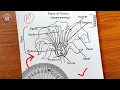 How to draw a diagram of flower lebelled longitudinal section how to draw easy flower of parts