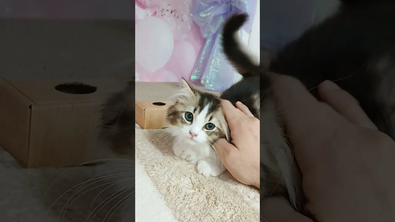 動画