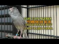 Download Lagu kenari gacor panjang Cuit Cuit EMOSI, Pancingan Kenari Paud Belajar Bunyi, terapi AMPUH Kenari MACET Download Lagu kenari gacor panjang Cuit Cuit EMOSI, Pancingan Kenari Paud Belajar Bunyi, terapi AMPUH Kenari MACET
