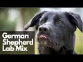 All About German Shepherd Labrador Mix Sheprador