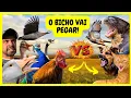 Download Lagu Nova Batalha: Lontra Pegou Nossos Marrecos - Procurando Ovo de Emu - Nasceu Patinhos | Gutejando