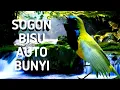 Download Lagu terapy sogon stres / pancingan sogon males bunyi