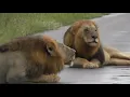 Lions Roaring Sound Compilation Powerful Roars of the King of the Jungle