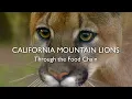 California Mountain Lions Chapter 6 Through the Food Chain