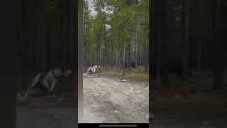 Huge Wolf Sneaks Up And Attacks Dog 