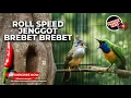 Lagu 🔴 Live Masteran Beset Nembak Cucak Cungkok Super Gacor vs Cucak Jenggot Gacor Isian Greja Tengkek