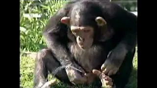 قرد يشرب بوله 