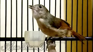 flamboyan betina gacor pancingan paling ampuh untuk burung flamboyan