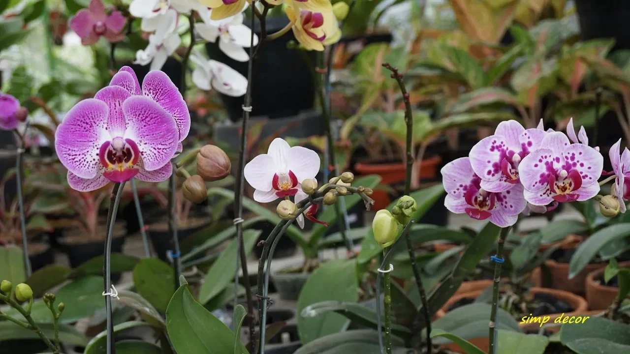 ORCHIDS (ORCHIDACEA)