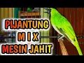 Download Lagu CUCAK IJO T3MB4K4N P1J4NTUNG MIX MESIN JAHIT