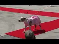 Taco Fest Puppy Pageant