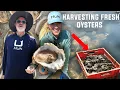 How MILLIONS of Oysters are Harvested in Massachusetts
