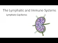 Lymphatic Capillaries