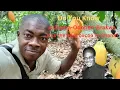 Lagu Waarom Asikuma Odoben Brakwa de beste cacao van Ghana heeft 🇬🇭 #shorrts #youtubeviralvideo #cocoa...