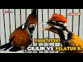 Download Lagu MASTERAN CILILIN SAMBUNG PELATUK  BAWANG tembakan kasar tajam
