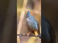Download Lagu The Charming Rufous-vented Yuhina