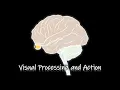 Visual Processing and Action Perecption