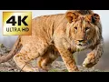 Download Lagu Lion-4k ultra HD video | Dolby Atmos Music
