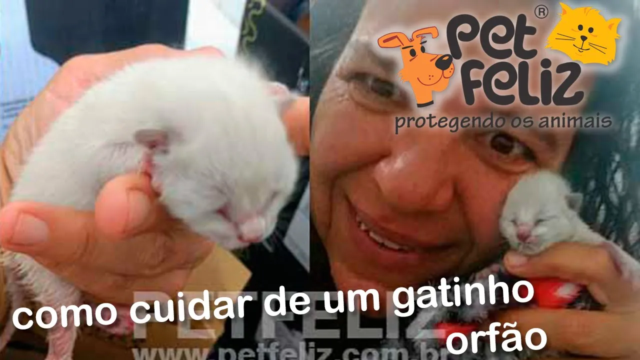 Primeiros cuidados com cachorro filhote recém nascido - defecar e urinar - vídeo 1de 3 #petcarol. 