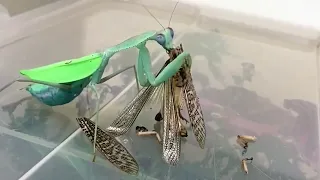 10 minutes of mantis Mukbang
