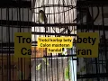Download Lagu Calon masteran handal||trotol korlap betetina||‼️