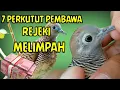 Download Lagu 7 KATURANGGAN DOVE DOVE BRINGS ABUNDANT FORTUNE, IT WILL BE A LOSS IF YOU DON'T KNOW