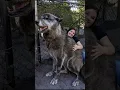 Download Lagu How big can wolves get? #shorts #wolf