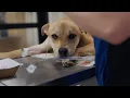 Veterinary Community Outreach Program at UF